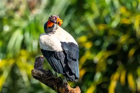 King Vulture - Facts, Size, Diet, Pictures - All Animal Facts