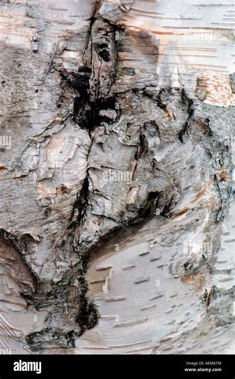 Silver Birch Tree Bark Stock Photo - Alamy