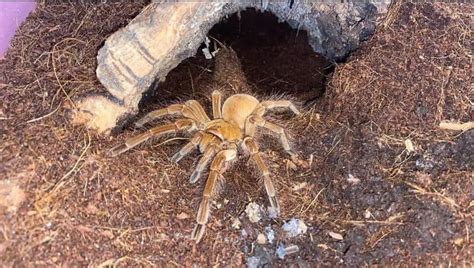 Goliath Birdeater Tarantula (Theraphosa blondi): Full Guide | ThePetFAQ