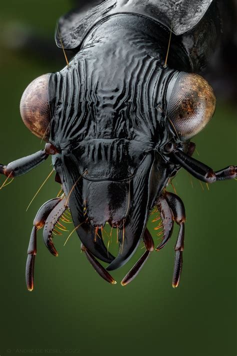 Pericalus funestus | Weird insects, Insect photography, Macro ...