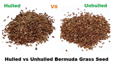 Hulled vs Unhulled Bermuda Grass Seed | Which is best?