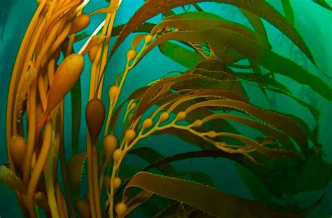 Kelp flow. | Kelp, Kelp forest, Underwater plants