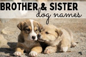 The Best Dog Names for Brother and Sister Pairs - The Dog Darling