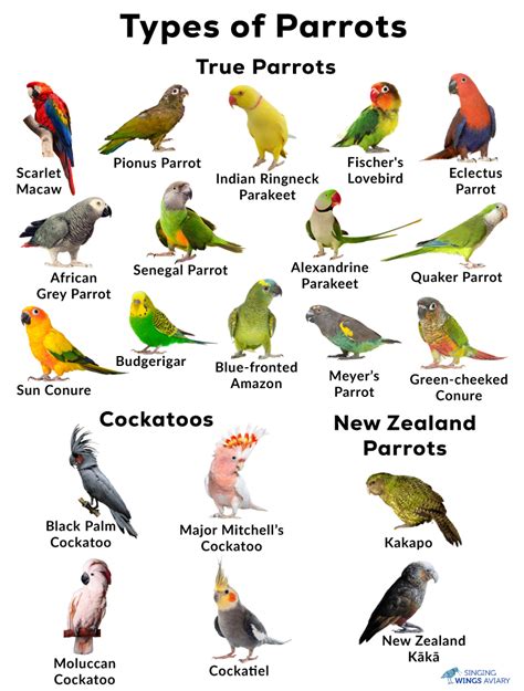 Parakeet Colors Varieties