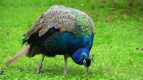 Blue Indian Peacock Eating Green Grass Insects Extreme Close Up Stock ...