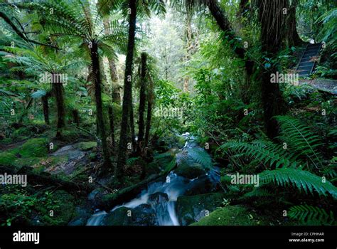 Forest and stream, near Karamea, New Zealand Stock Photo - Alamy