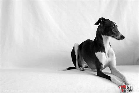 Harvey - an adoptable Italian Greyhound - ROMP Italian Greyhound Rescue ChicagoROMP Italian ...