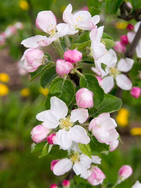 12 Fast-Growing Fruit Trees - Healthier Steps