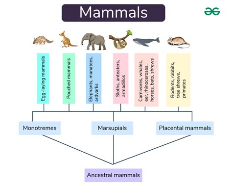 Mammals - Classification, Examples of Mammals - GeeksforGeeks