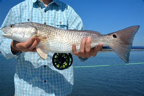 Fly Fishing Photo: Texas Redfish on the Fly – The Venturing Angler