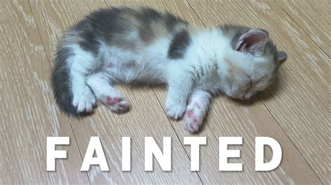 The Baby Kitten Fainted After Pooing! - YouTube