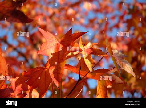 Autumn leaves in London Stock Photo - Alamy