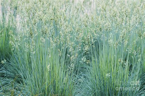 Blue Fescue Grass Photograph by Tim Gainey - Pixels