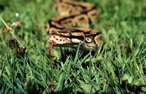 1,810 Python Tongue Photos - Free & Royalty-Free Stock Photos from Dreamstime