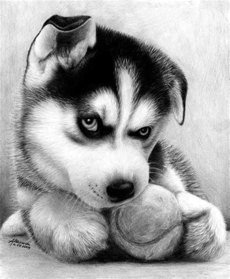 40 Realistic Animal Pencil Drawings | Realistic animal drawings, Cute puppies, Animals beautiful