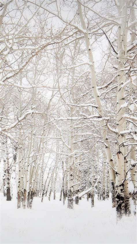 Birch-Trees-Winter-Landscape-iPhone-6-Plus-HD-Wallpaper. … | Winter backgrounds iphone, Iphone ...