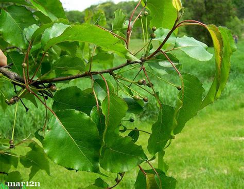 Callery Pear - Pyrus calleryana var. dimorphophylla - North American ...