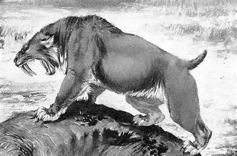 Saber-toothed cats and dire wolves suffered from joint pain like modern pets | Science | AAAS