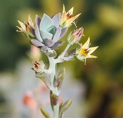 KEIKI!! Its rare but more common with certain species that the flower ...