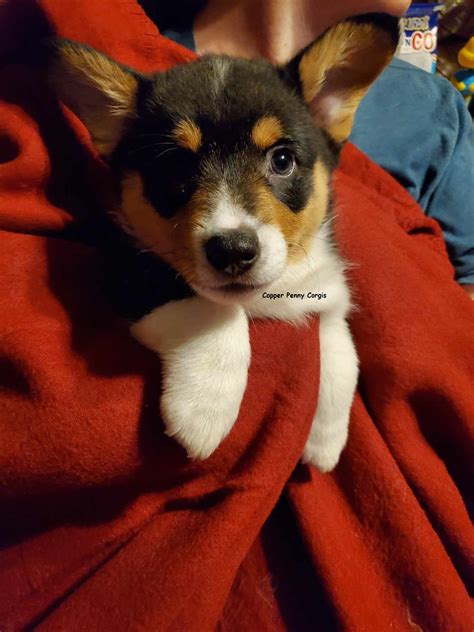 Pembroke Welsh Corgi Puppies | America's Pet Registry