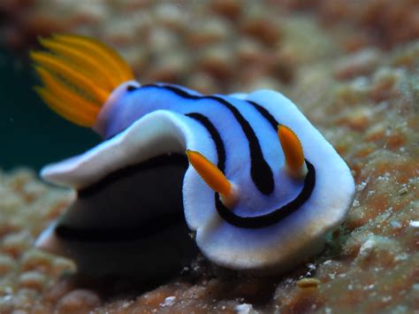 Chromodoris lochi (Chromodoris lochi) - Picture Fish