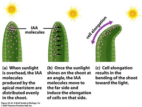 PHOTOTROPISM IN PLANTS - #Higher #Biology Revision | Feria de ciencias, Ciencia, Biologico