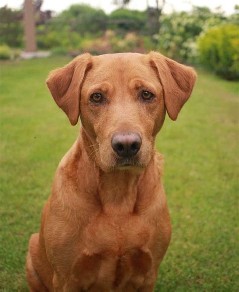 Fox red Labrador puppy’s | in Leeds, West Yorkshire | Gumtree