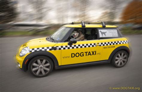 Dog Taxi, Mini Cooper Yellow, Vancover, Canada | Pet taxi, Dog walking ...