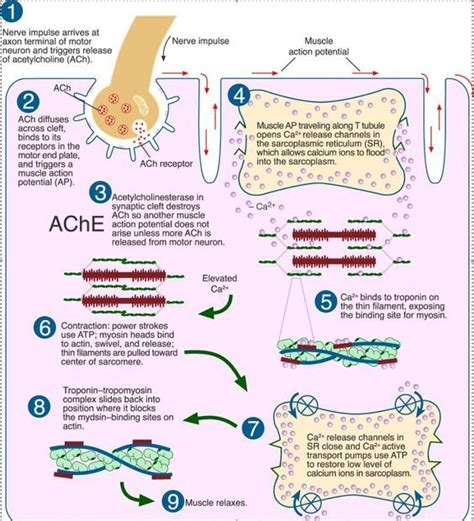 Sliding Filament Model of Muscle Contraction - Nursing School Info, Nursing School Studying ...