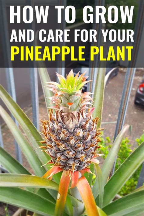 How to Grow and Care for your Pineapple Plant in 2021 | Pineapple planting, Grow pineapple plant ...