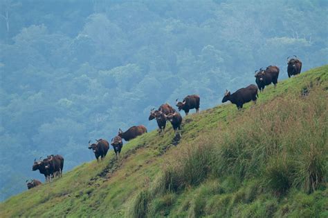 Periyar Wildlife Sanctuary, Thekkady | Kerala Tourism