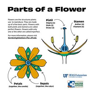 What Is The Importance Of Stamen In Flower | Best Flower Site