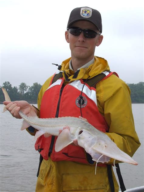 Virginia Tech Ichthyology Class : Pallid Sturgeon Recovery, by Dina Coutu