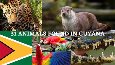 31 Animals found in Guyana - YouTube