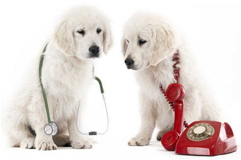 When Is It A Pet Emergency? | Lone Tree Veterinary Medical Center