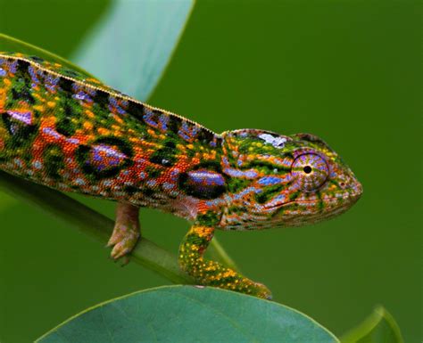 55 Most Colorful Lizards in the World - Color Meanings | Colorful ...