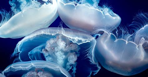 Jellyfish Desktop Wallpaper