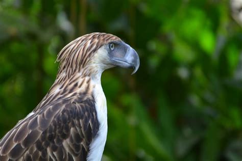 The Philippine Eagle | So here it is folks, the elusive and … | Flickr