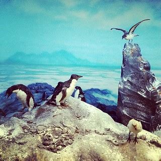 Fauna de la Antártida / Antarctic Fauna | Museo Nacional de … | Flickr