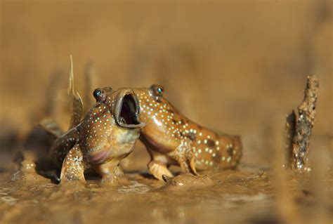 True Facts About the Amazing Amphibious Mudskipper