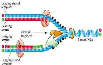 DNA Replication: Simple Steps of DNA replication in E.Coli