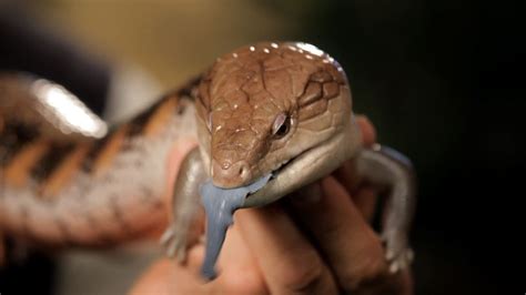 6 Cool Facts about Blue-Tongued Skinks | Pet Reptiles - YouTube