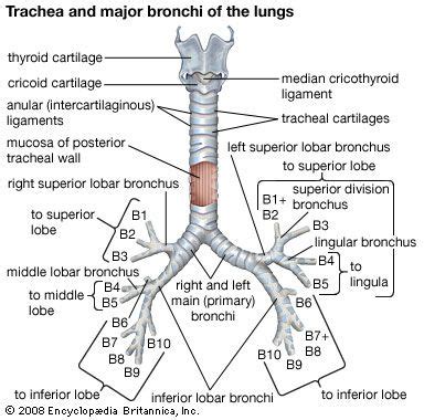 Trachea | Structure, Function & Location | Britannica