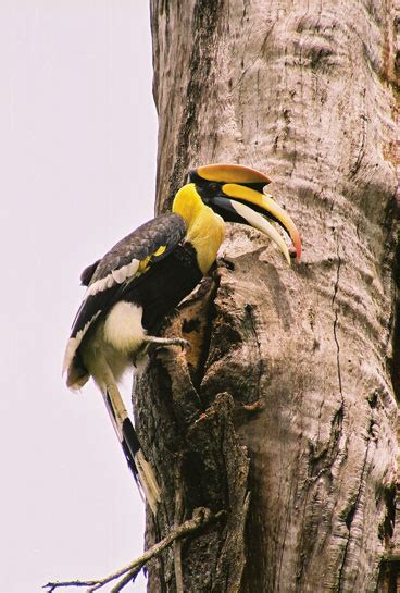 Hornbill Haven