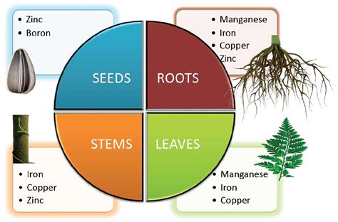 Micronutrient Deficiency and Toxicity in Plants | Encyclopedia MDPI