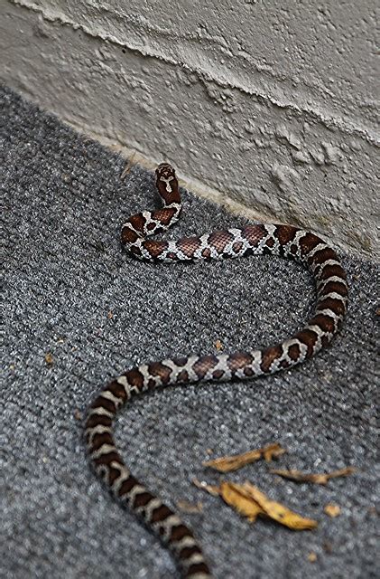 MASSASAUGA RATTLER (JUVENILE) | Flickr - Photo Sharing!