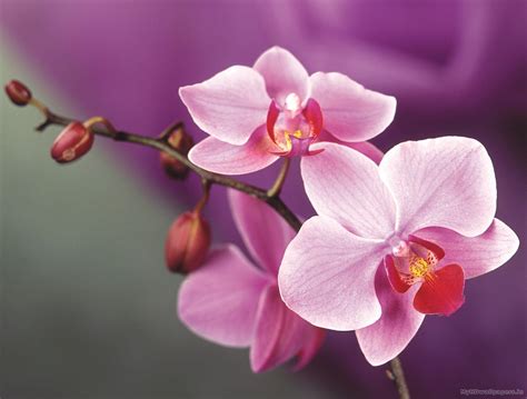 Orchid Plant Wallpapers - Top Free Orchid Plant Backgrounds - WallpaperAccess