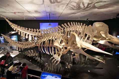 ‘Whales,’ at the American Museum of Natural History - The New York Times