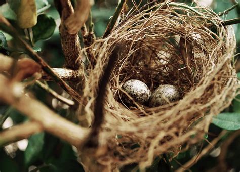 Bird Nest Building - Early Start Discovery Space