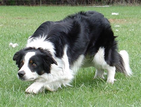 Farm Border Collies | Border-collie Wikia | Fandom